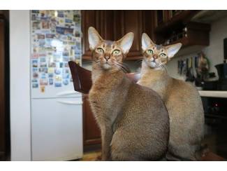 Abessijnse kittens klaar voor een nieuw thuis