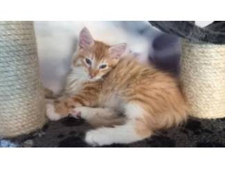 Boskatkittens met 11 weken