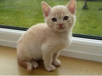 Burmees kittens: Onze mooiste ooit