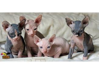 Sphynx kittens