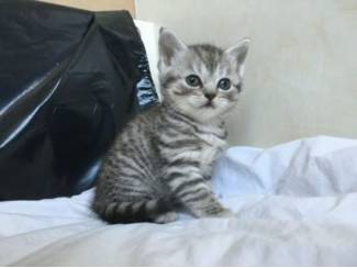 &nbsp;  Scottish Fold kittens