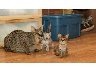 F2 Savannah kittens beschikbaar.