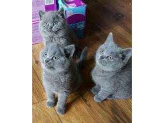 BHK Britse Korthaar Kittens te koop
