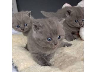 BHK Britse Korthaar Kittens te koop
