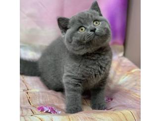 BHK Britse Korthaar Kittens te koop