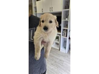 Golden Retriever-puppy's