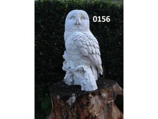 Witte Steen Uil op stam. nr 0156.