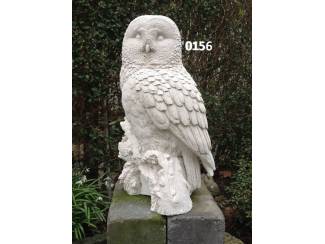 Witte Steen Uil op stam. nr 0156.