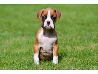 Boxer pups te koop - ouders aanwezig