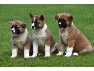 Amerikaanse Akita pups te koop - ouders aanwezig