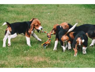 Honden en Puppy's Beagle pups te koop