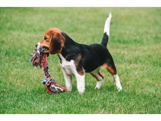 Honden en Puppy's Beagle pups te koop