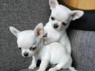 Schattige Chihuahua-pups