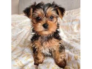 Yorkie-puppy's te koop