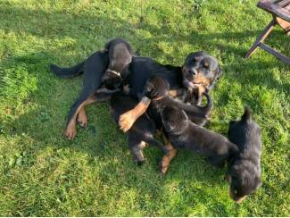 Honden en Puppy's 6 prachtige Rottweiler-pups
