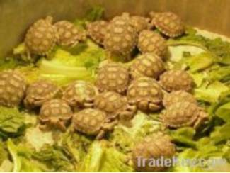 Koop Babyschildpadden online | Schildpadden eieren te koop