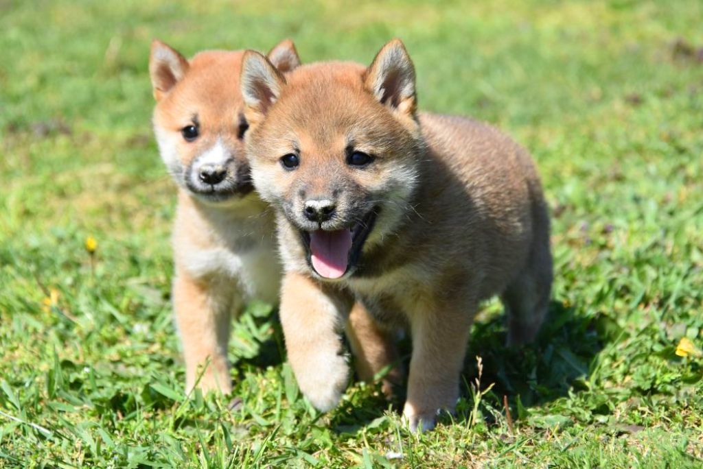 Shiba inu pups