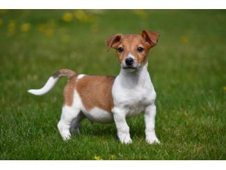 Honden en Puppy's Jack Russell pups te koop - ouders aanwezig