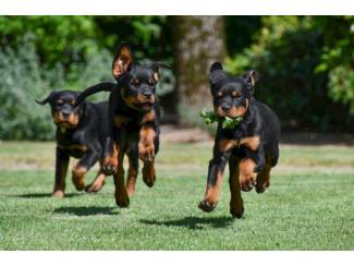 Honden | Toebehoren Rottweiler pups te koop - ouders aanwezig