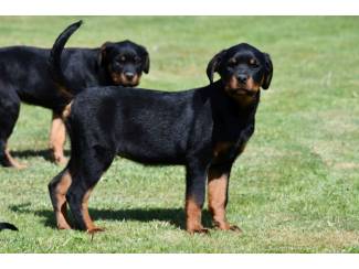 Honden | Toebehoren Rottweiler pups te koop - ouders aanwezig