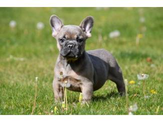Franse Bulldog pups te koop