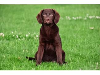 Choco Labrador pup te koop (teefje)