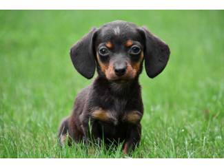Honden | Toebehoren kortharige Teckel pups te koop - ouders aanwezig