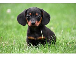 Honden | Toebehoren kortharige Teckel pups te koop - ouders aanwezig
