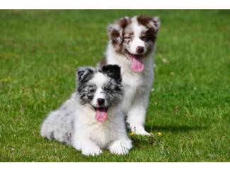 Honden en Puppy's Australische Herder pups te koop (merle)