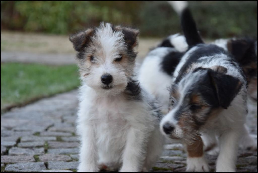 Waden emotioneel Pijl Ruwharige fox terrier pups : Honden en Puppy's