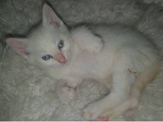 Katten Britsekorthaar X Ragdoll Kittens €250-